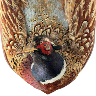 Vintage Ring-Necked Pheasant Wall Mount – Full Feather Spread on Wood Plaque