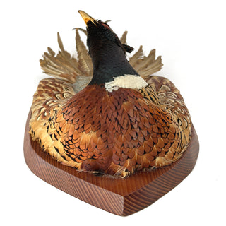 Vintage Ring-Necked Pheasant Wall Mount – Full Feather Spread on Wood Plaque