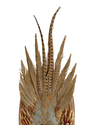 Vintage Ring-Necked Pheasant Wall Mount – Full Feather Spread on Wood Plaque