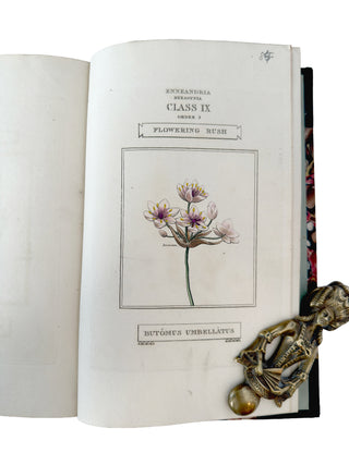 The Classes and Orders of the Linnaean System of Botany (1816)
